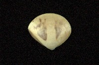 藏品(普通文蛤)的圖片